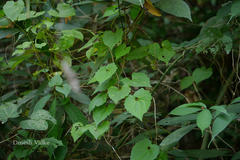 Mikania micrantha